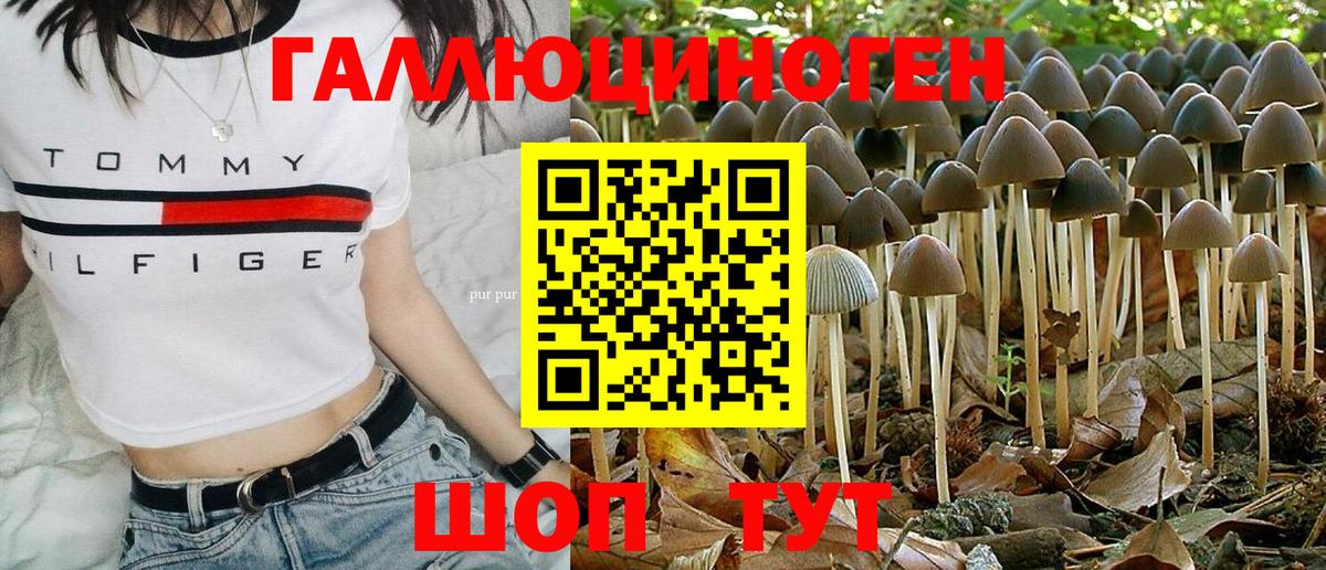 Псилоцибиновые грибы Psilocybine cubensis Обнинск